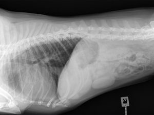 Kurskachel-Wirbelsaeule