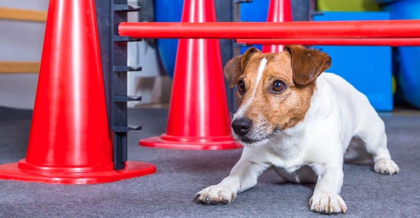 46658637 - jack russel terrier in dog therapy